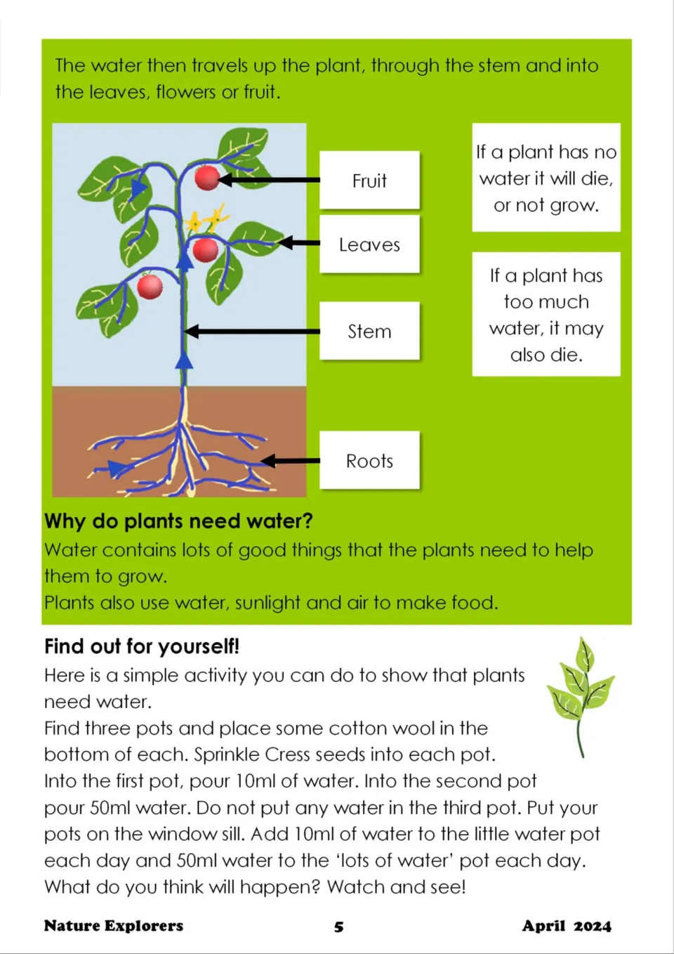 How water moves through a plant: diagram labeling fruit, leaves, stem and roots, plus a cress seed experiment