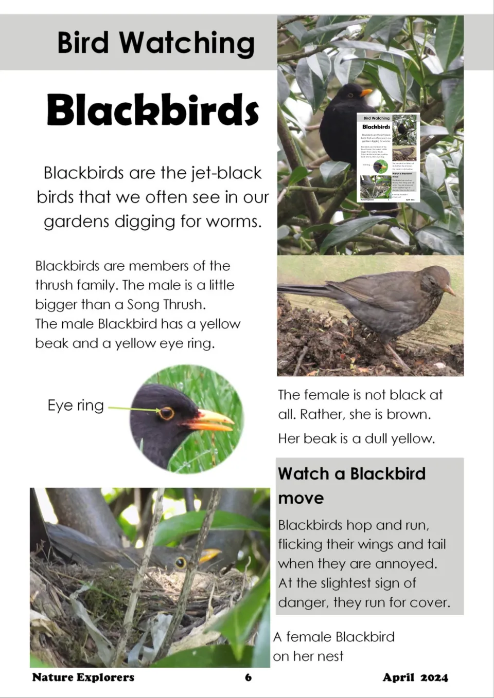 Blackbirds article comparing male and female birds, the male's yellow eye ring, how they move and nesting