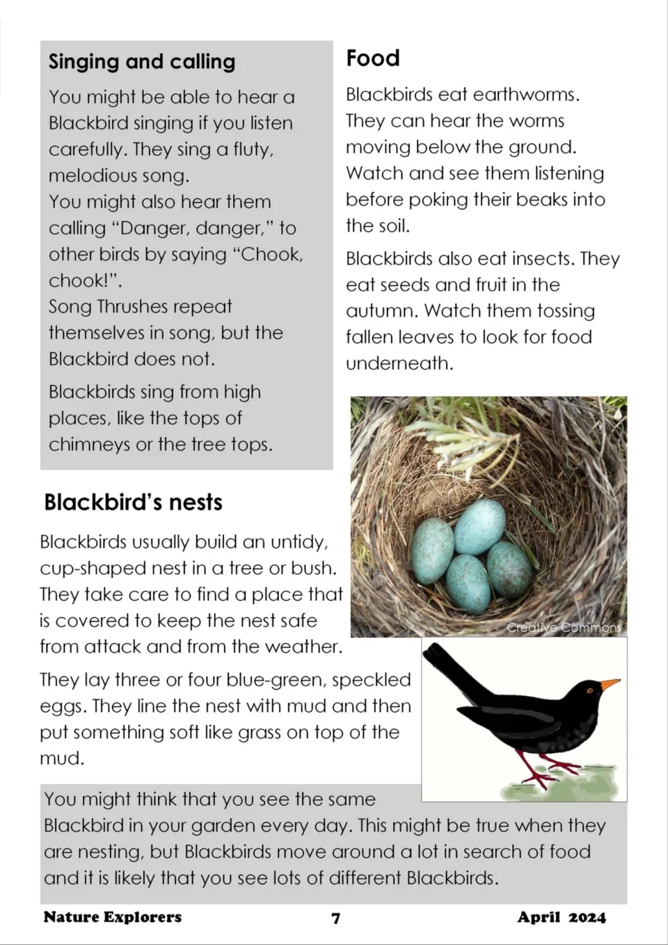 Blackbird facts on singing and calling, eating earthworms and insects, and cup-shaped nests with speckled eggs