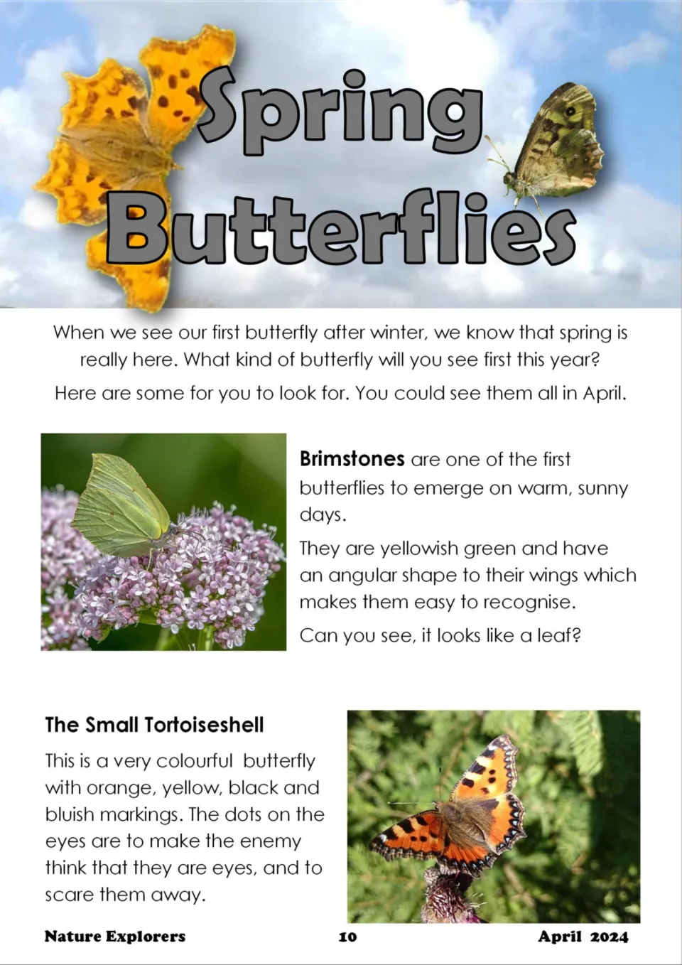 Spring Butterflies article on the first butterflies after winter: the leaf-like Brimstone and Small Tortoiseshell