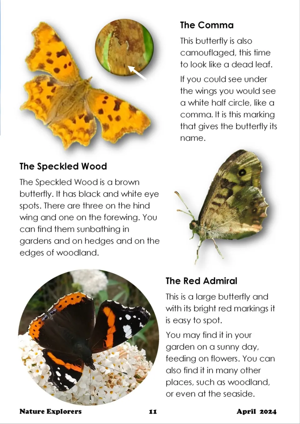 Butterfly profiles of the Comma, Speckled Wood and Red Admiral, with markings, eye spots and where to find them