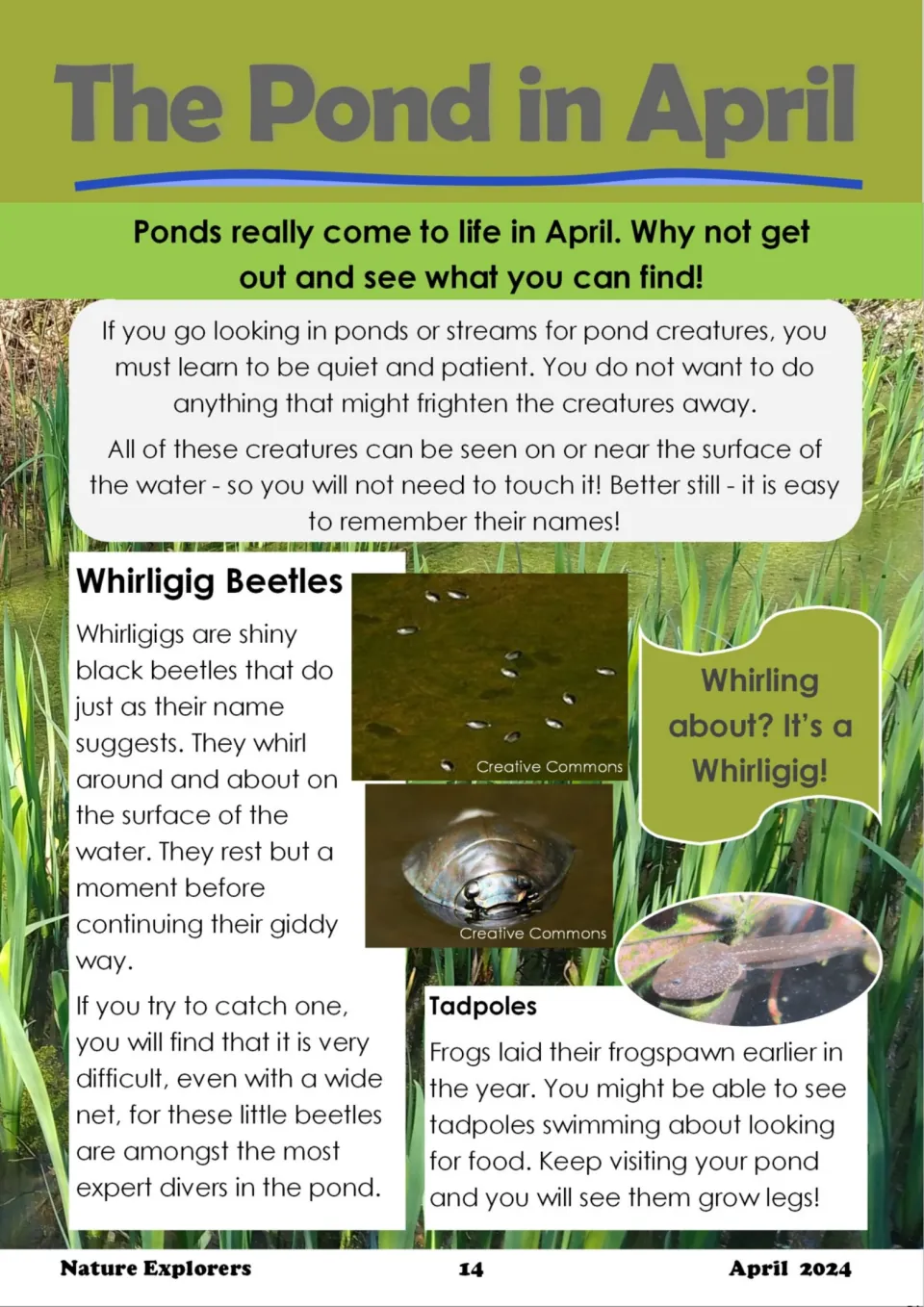 The Pond in April article on watching pond life quietly, introducing whirligig beetles and tadpoles growing legs