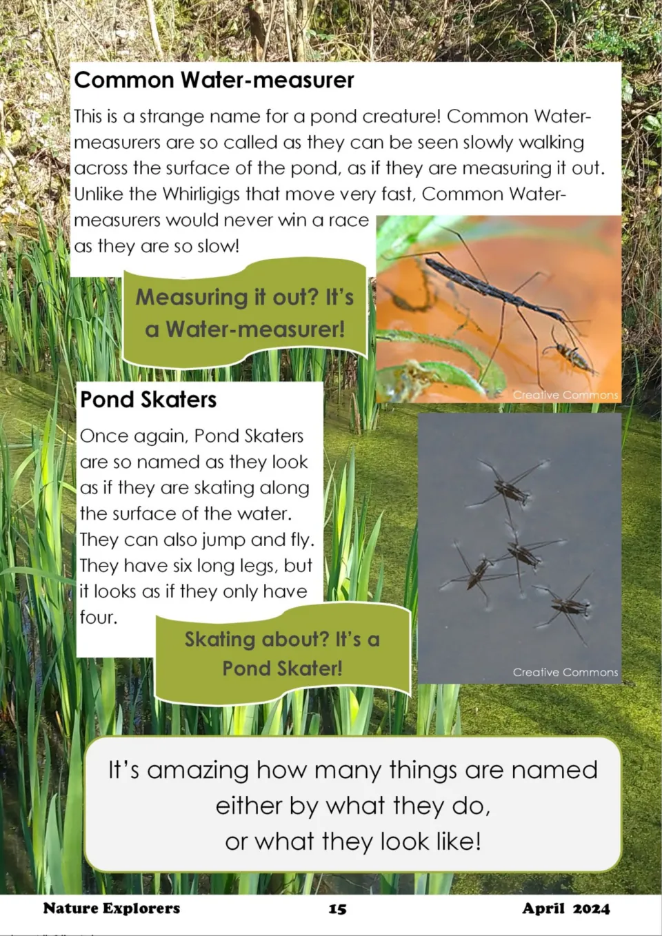 Pond creatures named for what they do: the slow Common Water-measurer and Pond Skaters that seem to skate on water