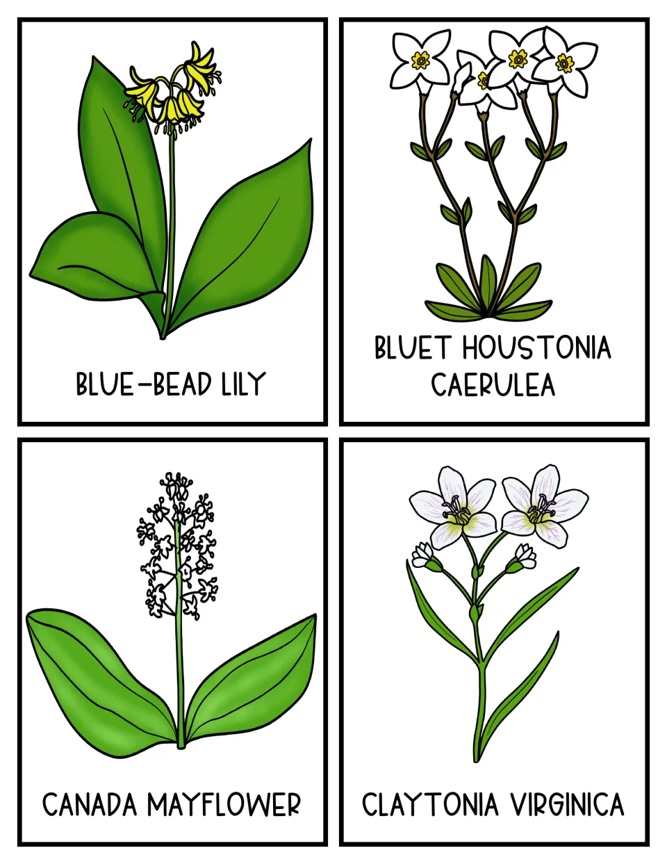 Flower topic cards 1–4: blue-bead lily, bluet Houstonia caerulea, Canada mayflower, and Claytonia virginica