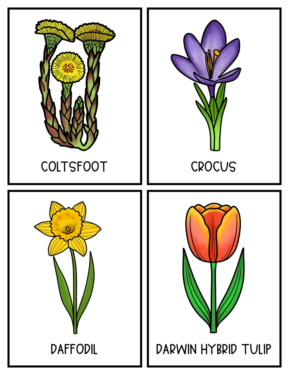 Flower topic cards 5–8 show labeled illustrations of coltsfoot, crocus, daffodil, and Darwin hybrid tulip