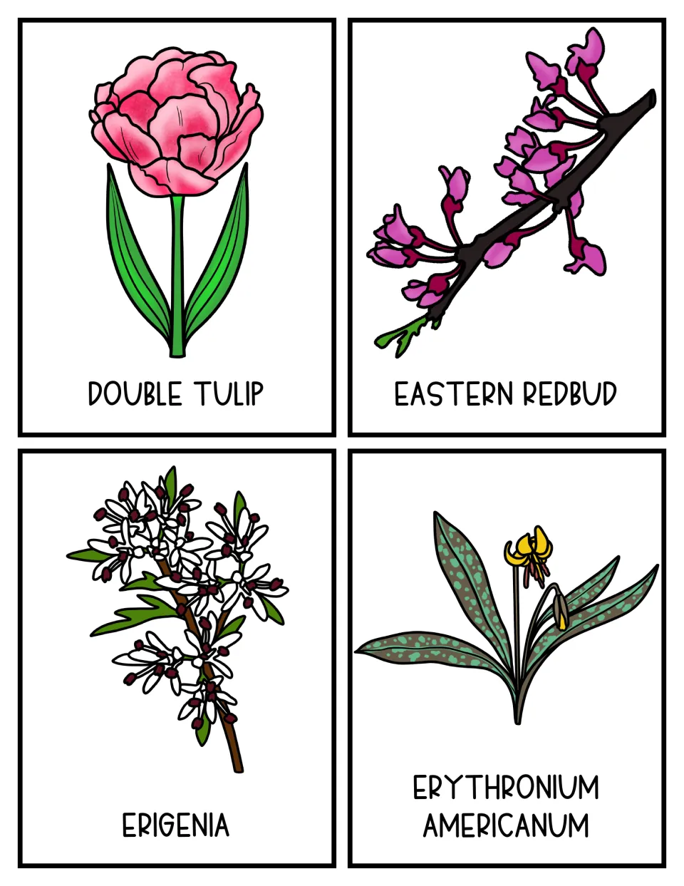 Flower topic cards 9–12: illustrated double tulip, eastern redbud, Erigenia, and Erythronium americanum