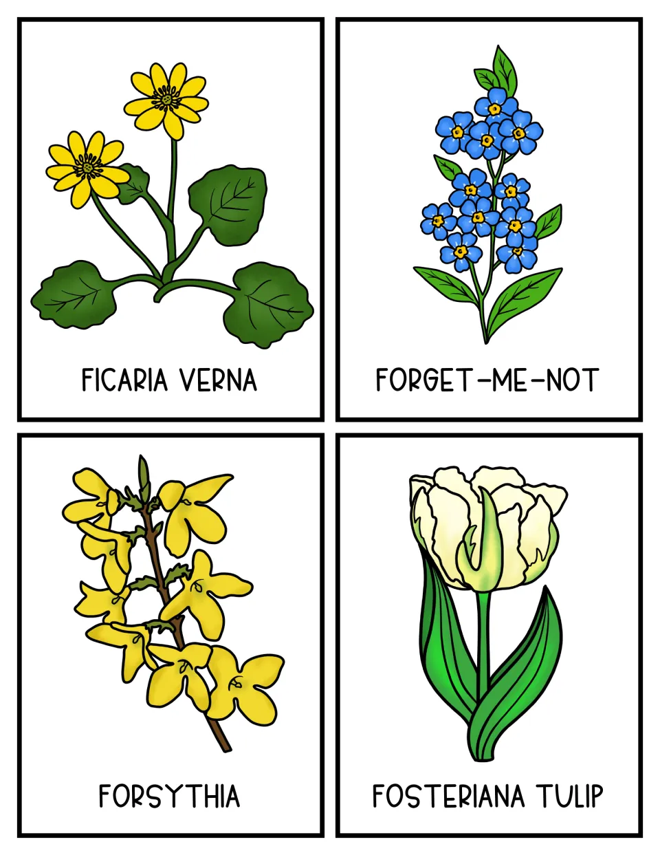 Flower topic cards 13–16 show labeled Ficaria verna, forget-me-not, forsythia, and Fosteriana tulip