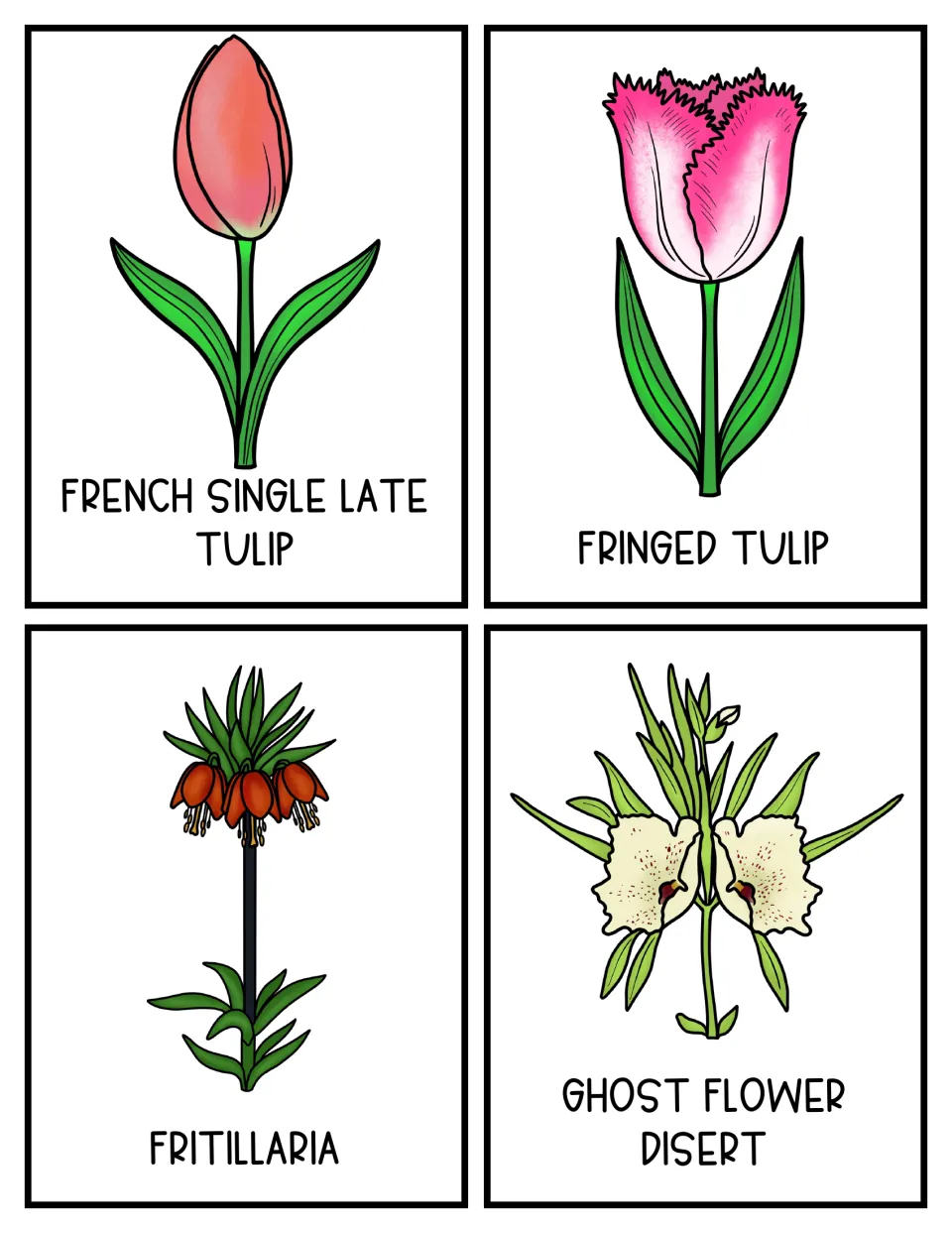 Flower topic cards 17–20: French single late tulip, fringed tulip, Fritillaria, and 'Ghost Flower Disert'