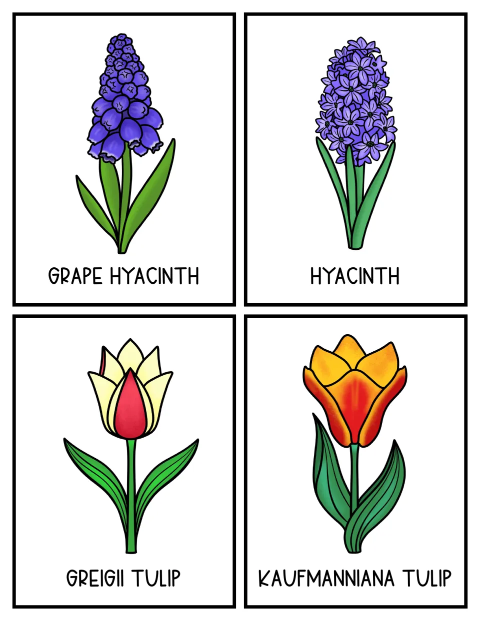 Flower topic cards 21–24: illustrated grape hyacinth, hyacinth, Greigii tulip, and Kaufmanniana tulip