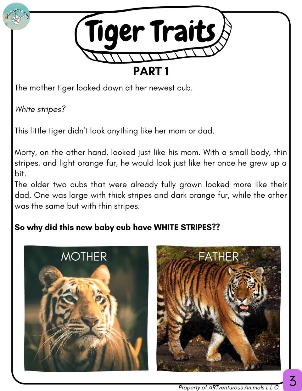 Tiger Traits Part 1 story: a cub is born with white stripes unlike its siblings, with photos of the mother and father tigers