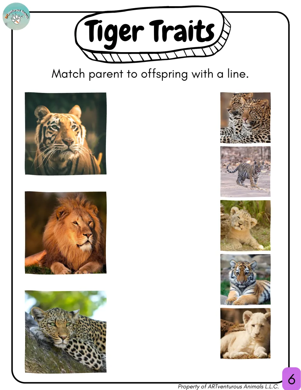 Tiger Traits exit ticket: students draw lines matching a tiger, lion and leopard parent to their cub photos