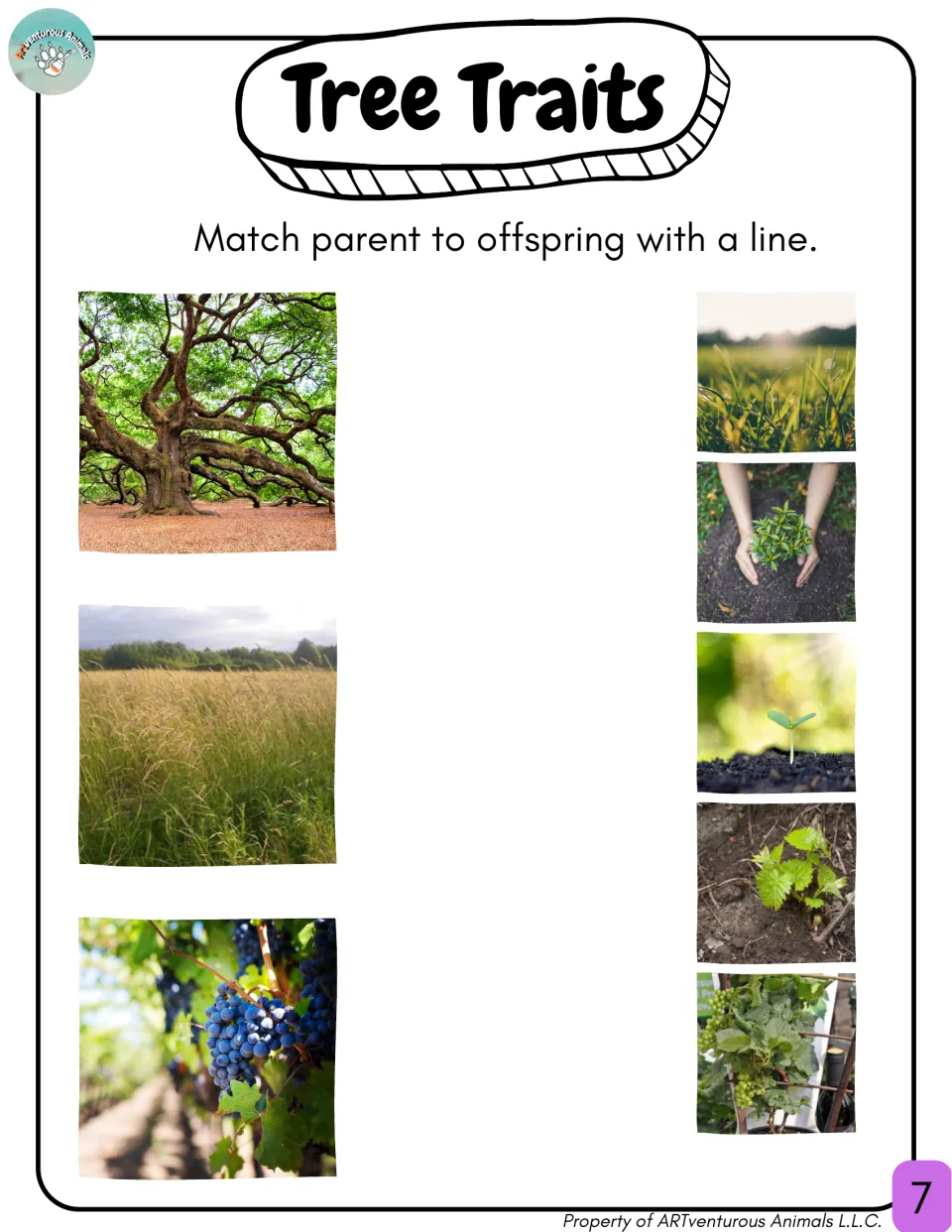 Tree Traits matching: students connect parent plants (tree, grass, grapevine) to their seedling and sprout photos