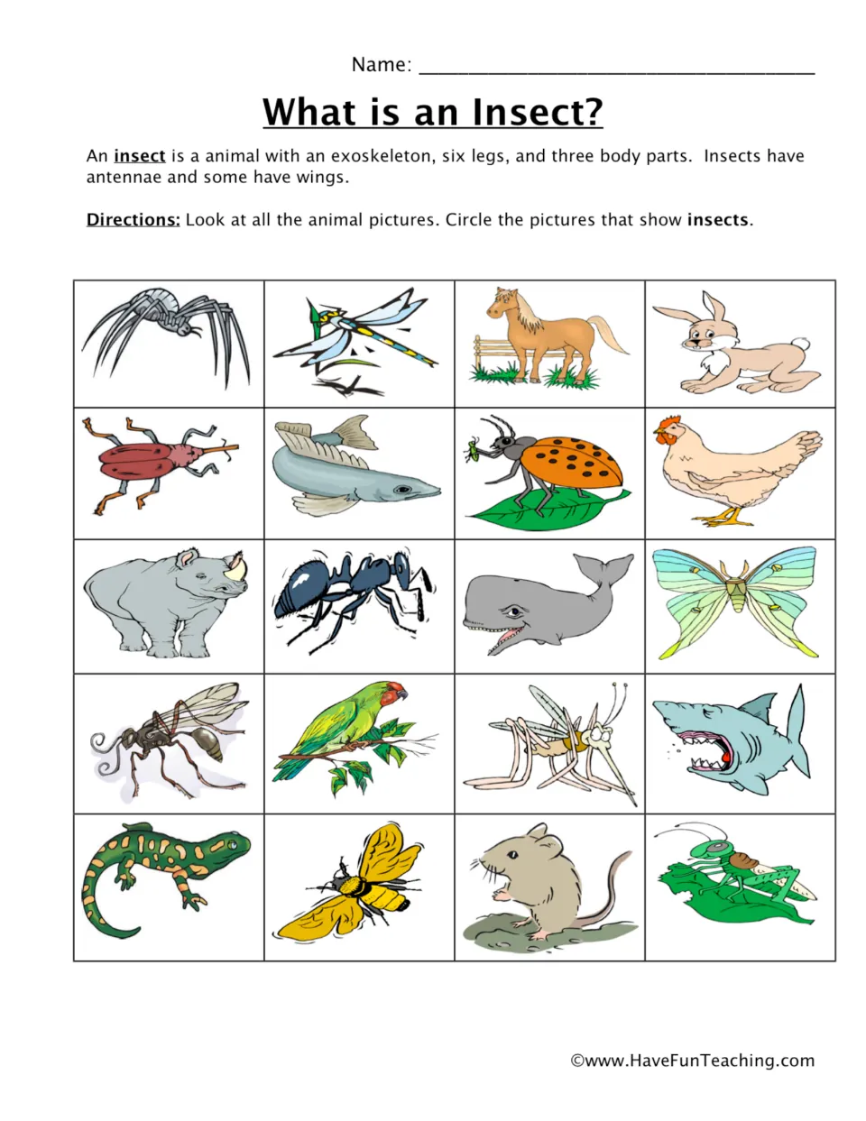Insect identification worksheet: circle insects among 20 animal pictures using six legs and three body parts.