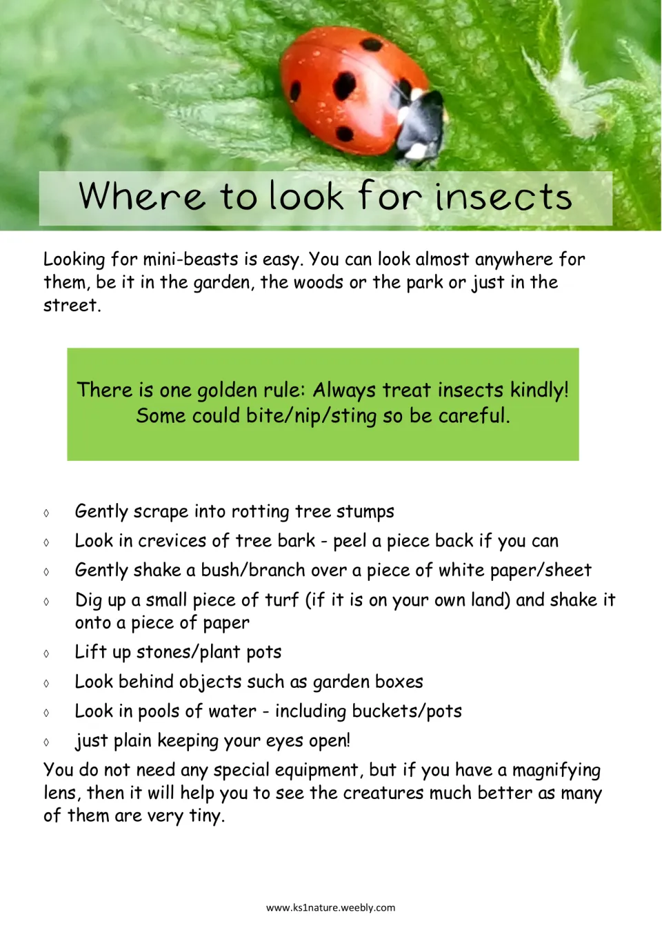 Where to look for insects: tips like lifting stones, checking bark and shaking bushes over paper, plus a kindness rule