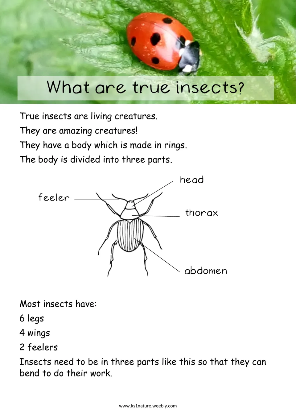 What are true insects? Diagram labels a beetle's head, thorax and abdomen; most insects have 6 legs, 4 wings, 2 feelers