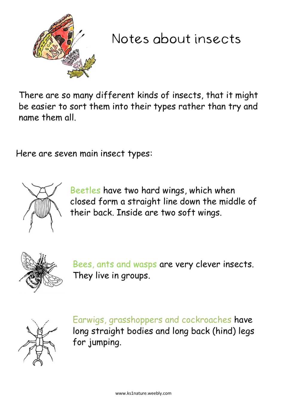 Notes about insects: sorting into seven types, covering beetles; bees, ants and wasps; earwigs, grasshoppers, cockroaches