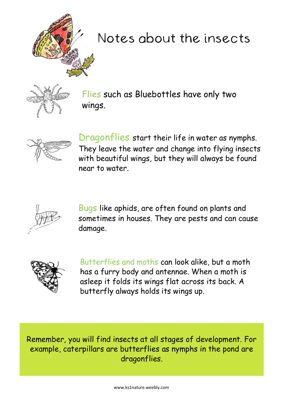 Notes on insect types: flies, dragonflies, bugs like aphids, and butterflies vs moths, plus a reminder on life stages