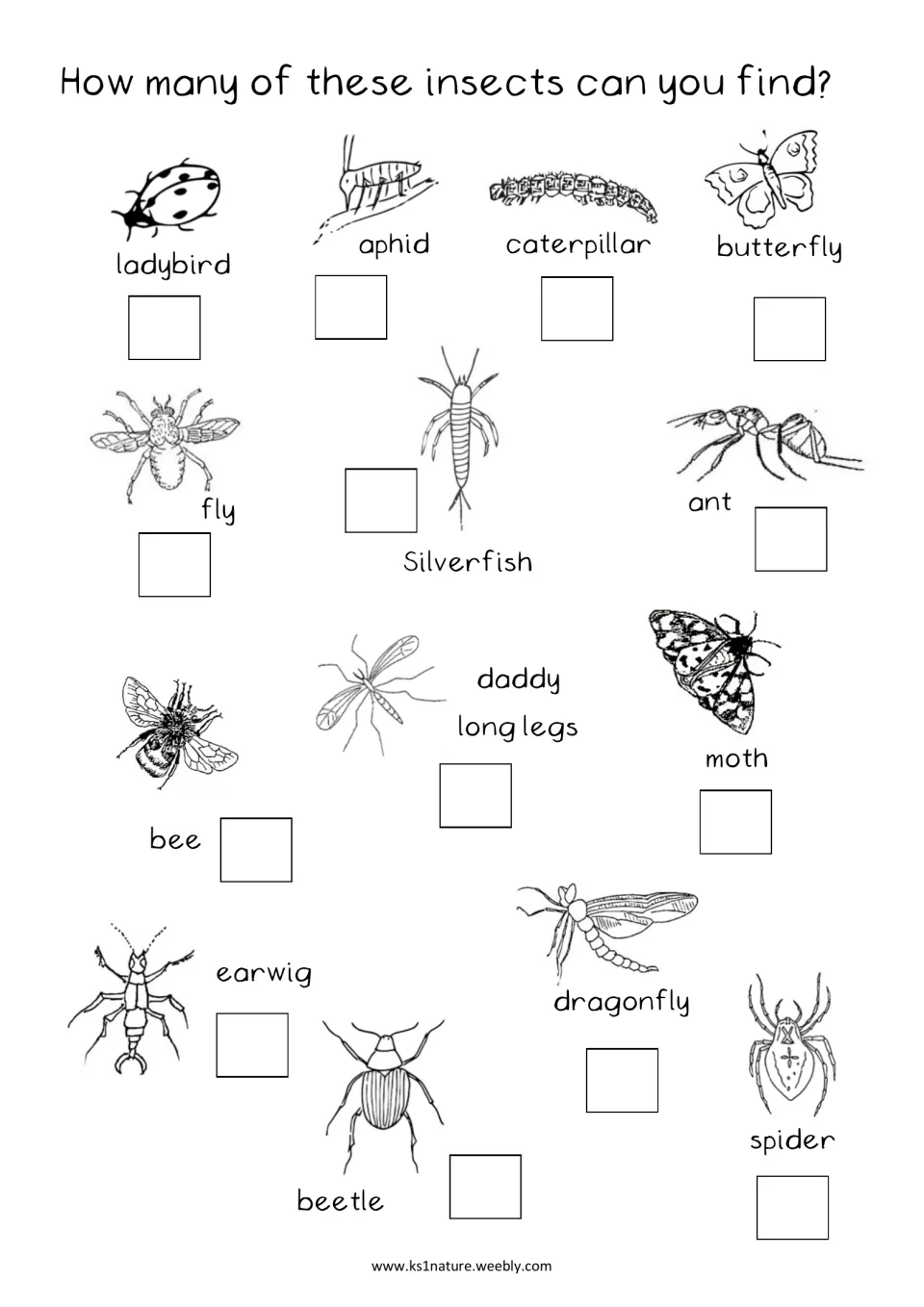 How many of these insects can you find? Students count finds of 14 creatures, like ladybird, aphid, earwig and spider