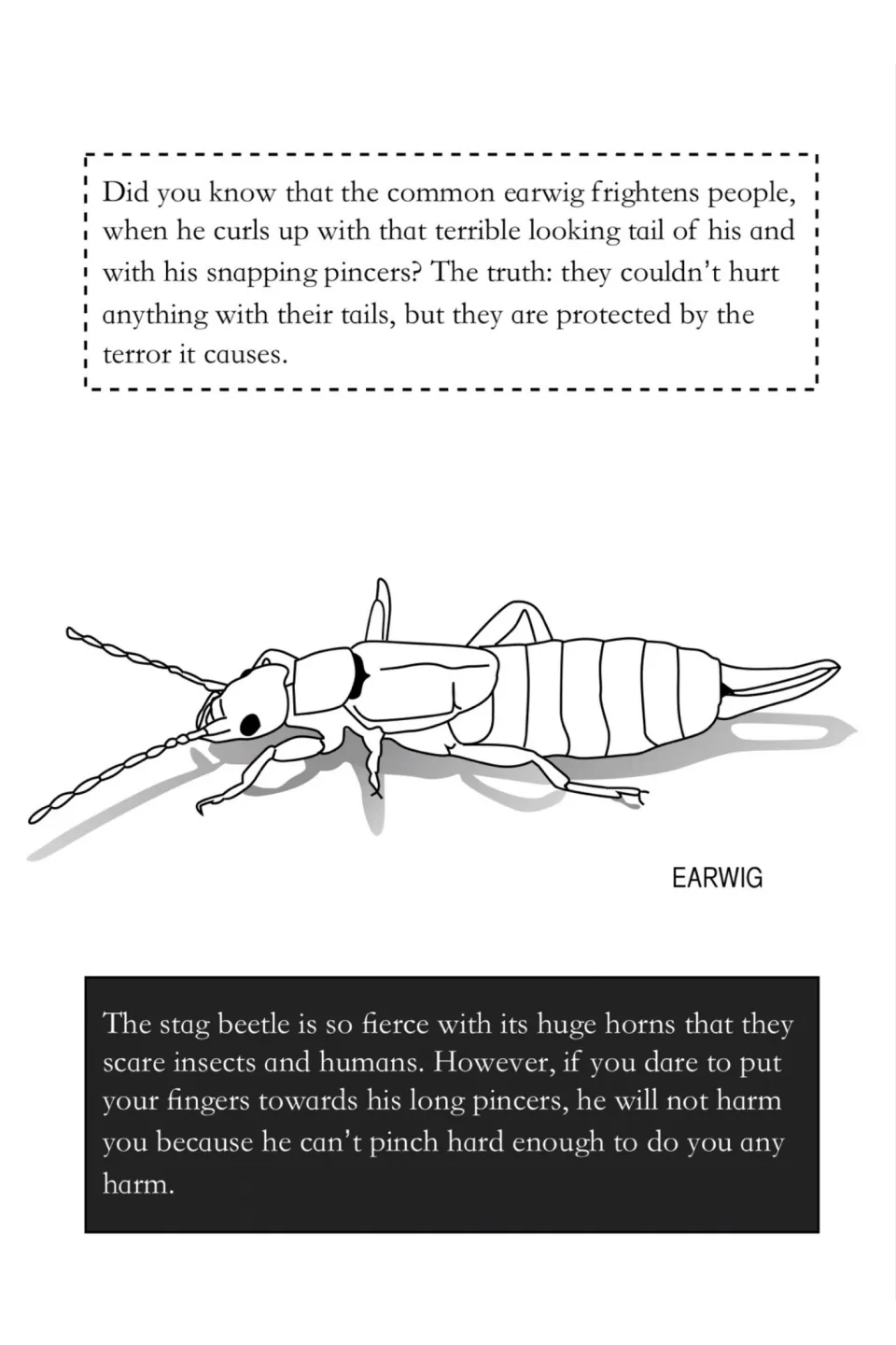Earwig and stag beetle passage: insects that look scary but can't hurt you, with a labeled earwig drawing