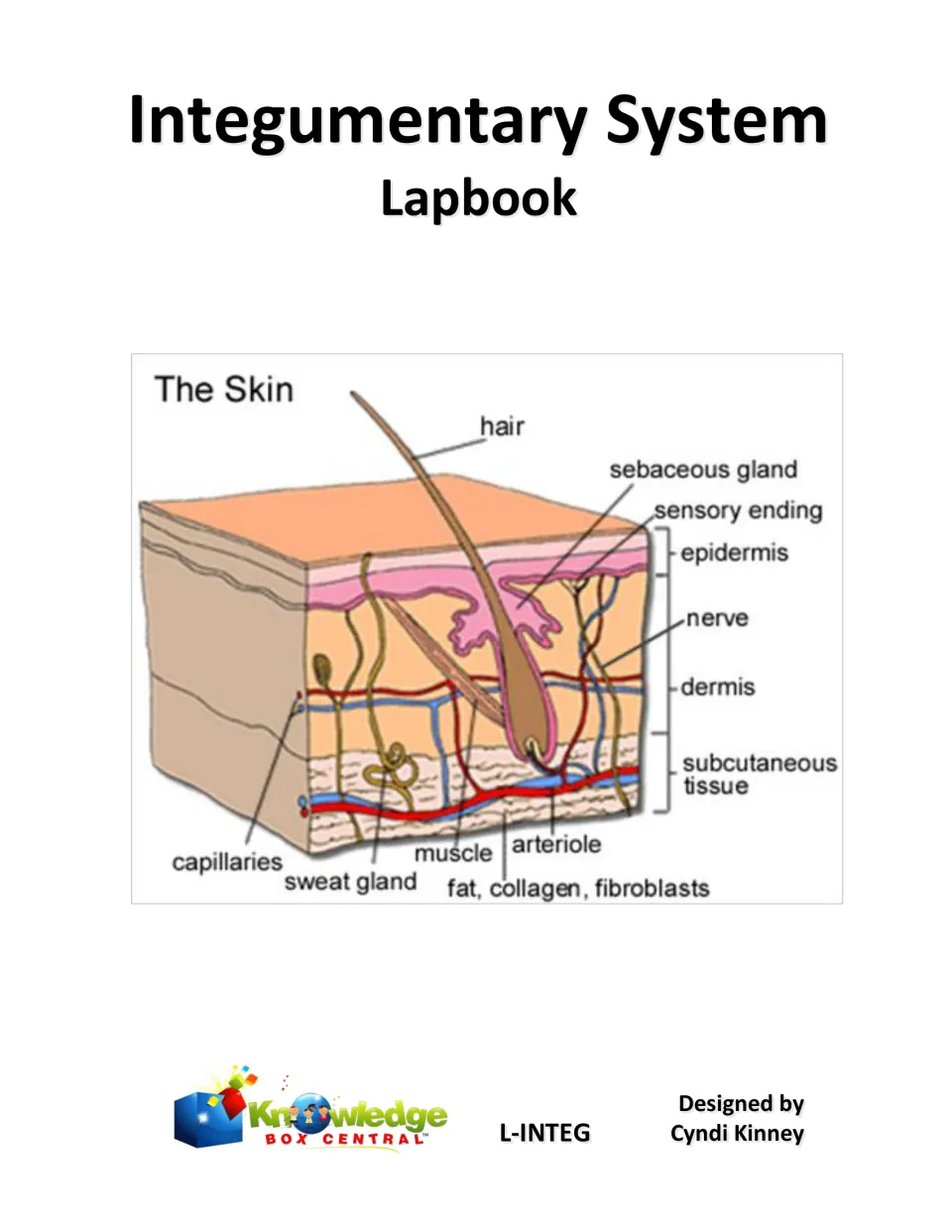Integumentary System Lapbook cover with a labeled skin cross-section showing epidermis, dermis, hair, glands and nerves