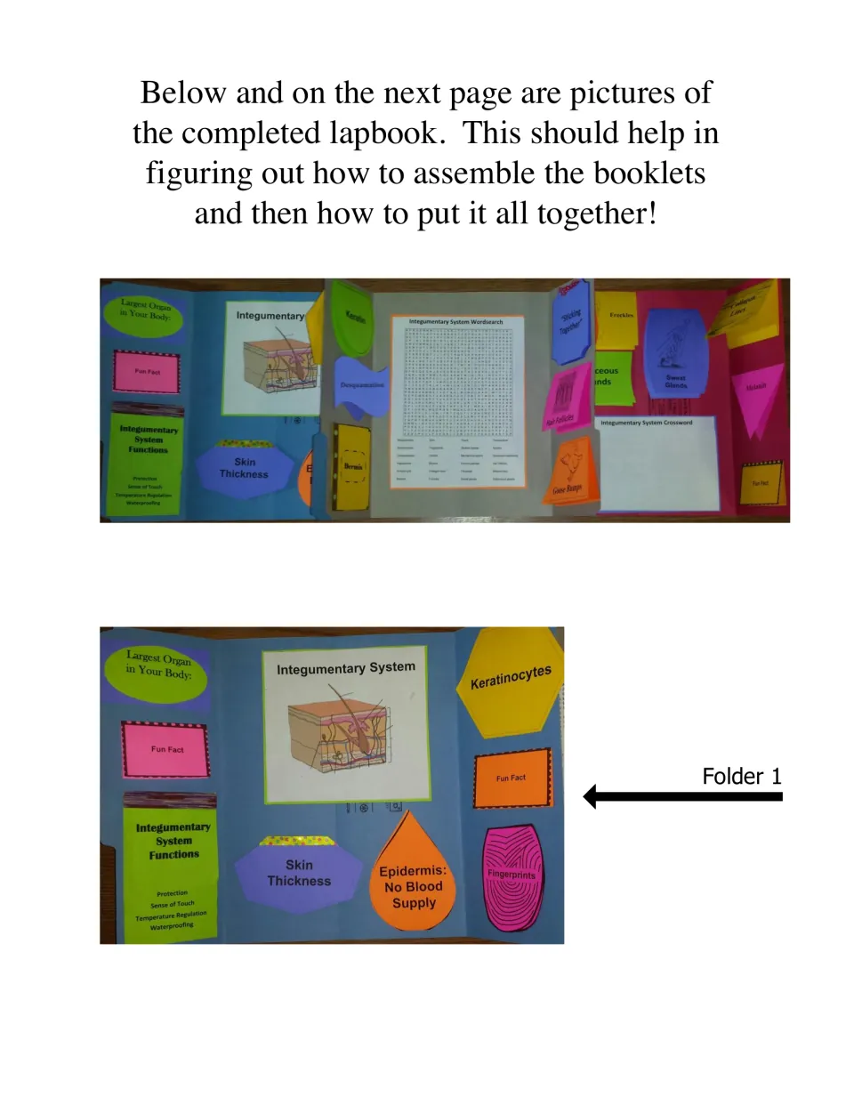 Completed skin lapbook photos: full open view and Folder 1 with Largest Organ, Skin Thickness and Epidermis booklets
