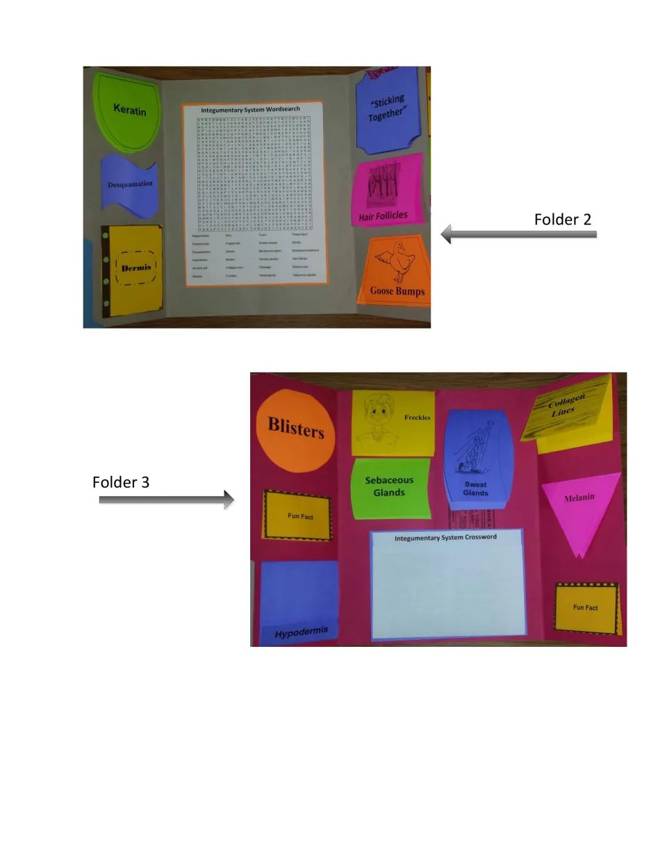 Finished Folders 2 and 3: Keratin, Hair Follicles, Goose Bumps, Blisters and Sweat Glands booklets plus a word search