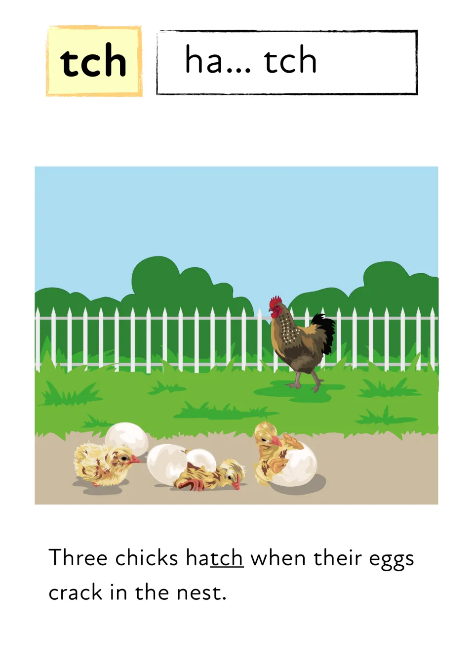 Ending tch: students blend ha... tch and read 'Three chicks hatch when their eggs crack in the nest' by a hen and chicks
