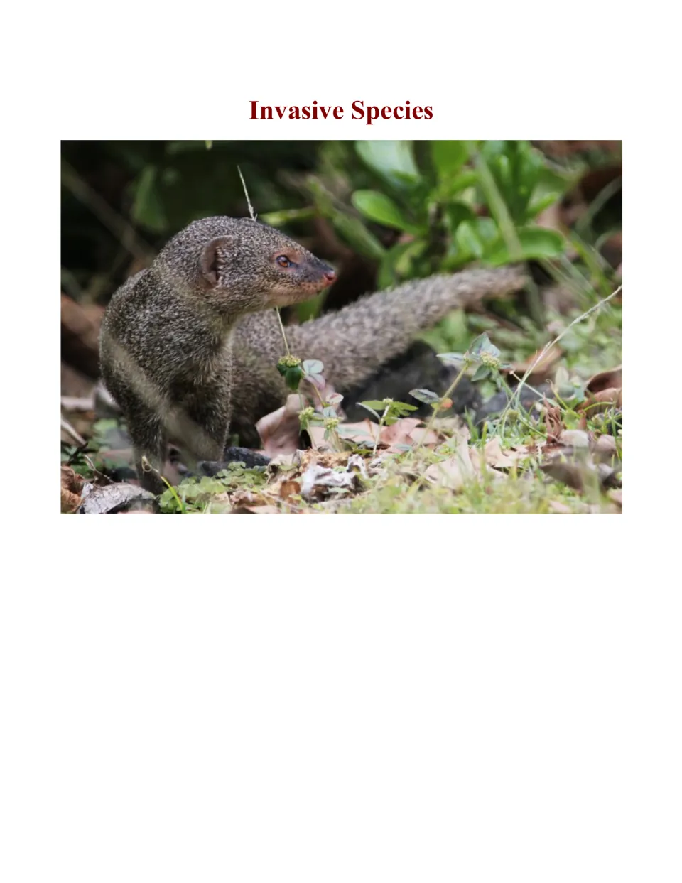 Invasive Species cover showing the title above a photo of a small Asian mongoose standing among fallen leaves and plants