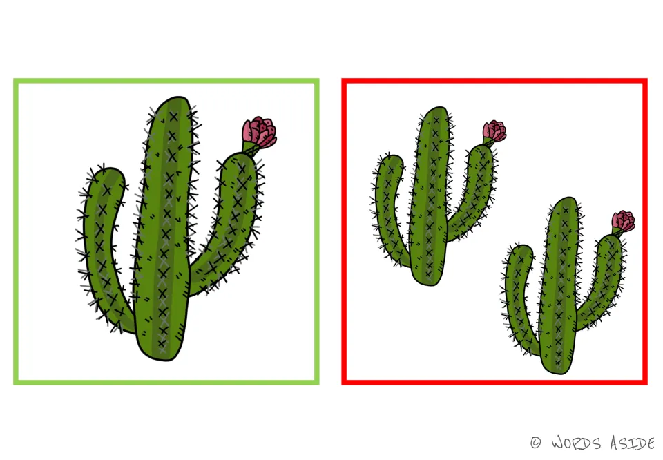 Cactus and cacti picture card: one flowering plant beside a pair of them, so students can name the singular and plural