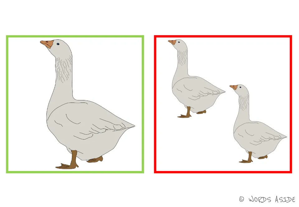 Goose and geese picture card: one white bird beside a matching pair, so students can say the vowel-change plural