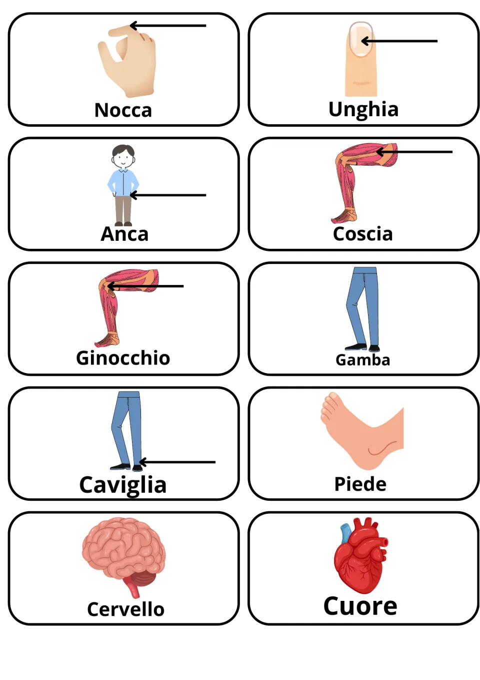 Italian finger, leg and organ words: 10 picture cards for nocca, unghia, anca, ginocchio, gamba, piede, cervello and cuore