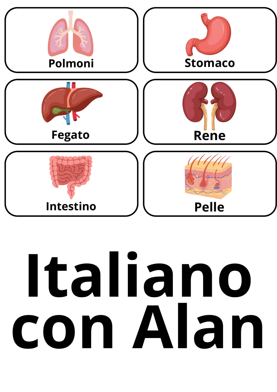 Italian organ and skin words: 6 picture cards for polmoni, stomaco, fegato, rene, intestino and pelle