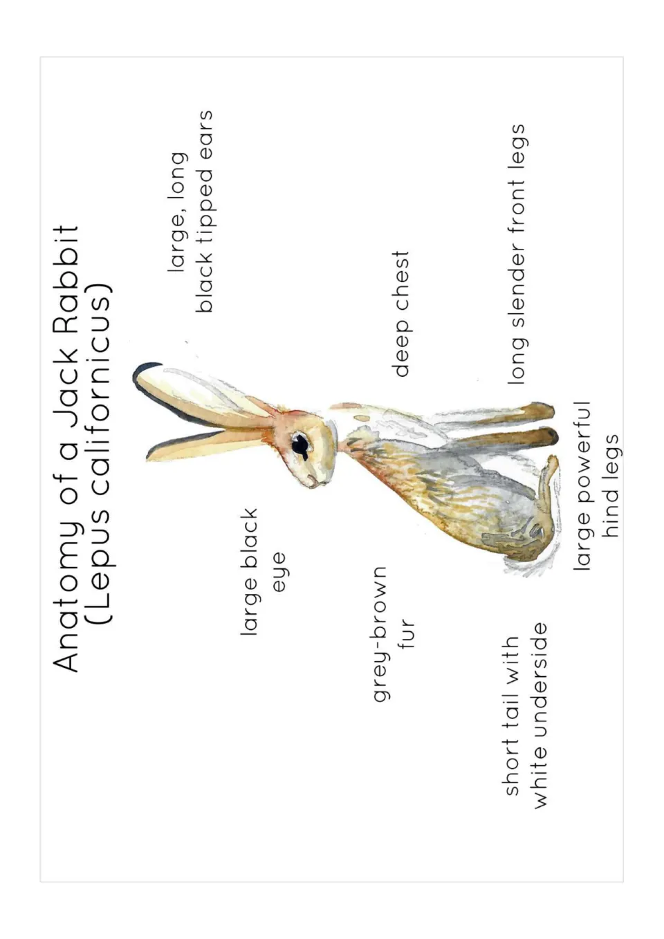 Jack rabbit anatomy poster: watercolor hare labeled with black-tipped ears, large eye, deep chest, fur, tail and legs