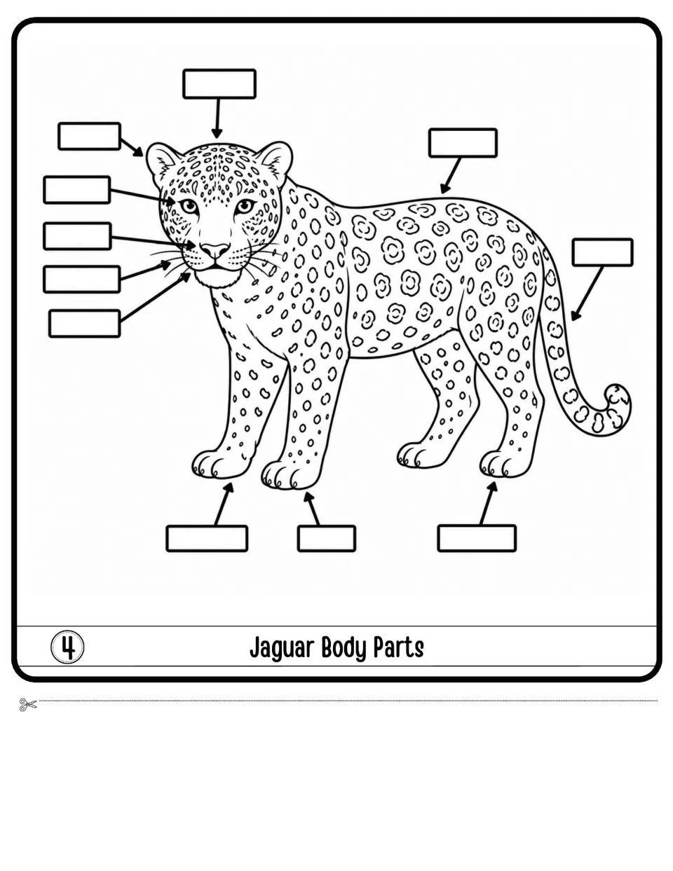 Jaguar Body Parts: students label 10 parts of a jaguar drawing, with arrows pointing to its face, back, tail and paws