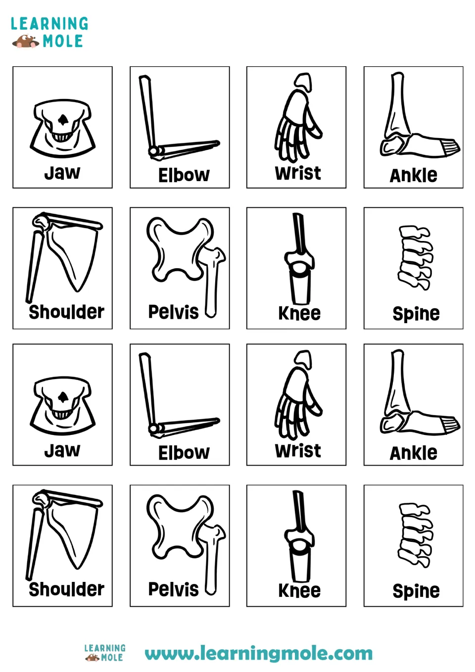 Extra joint cut-out cards: two sets of jaw, elbow, wrist, ankle, shoulder, pelvis, knee and spine bone drawings to cut