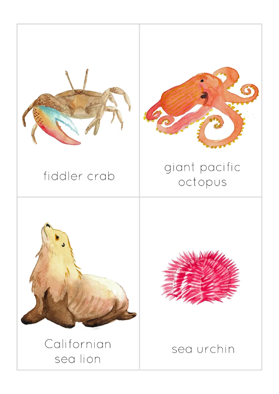 Wildlife flashcards 5–8 of 12: fiddler crab, giant Pacific octopus, Californian sea lion and sea urchin