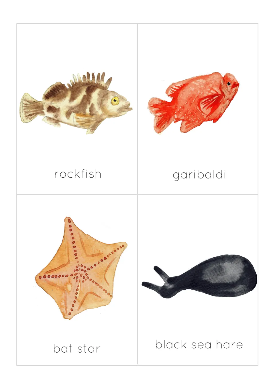 Wildlife flashcards 9–12 of 12: illustrated rockfish, garibaldi, bat star and black sea hare with labels