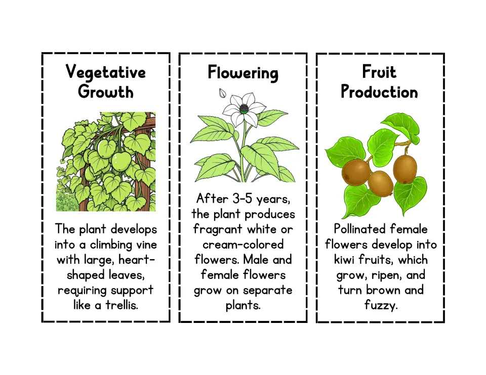 Kiwi life cycle cards 4–6: Vegetative Growth, Flowering, and Fruit Production, with pictures and stage facts
