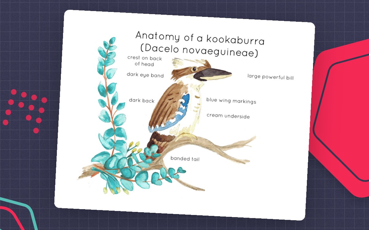 Watercolor kookaburra anatomy poster labeling features including bill, eye band, wings, underside, claws, and tail.