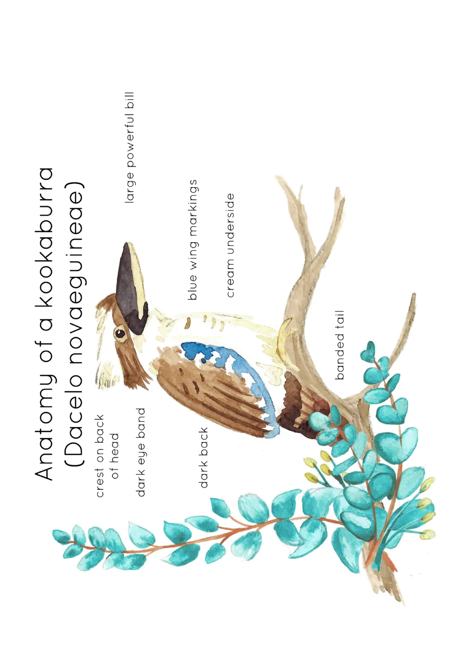Kookaburra anatomy poster: watercolour bird labeled with bill, crest, eye band, blue wing markings, back and banded tail