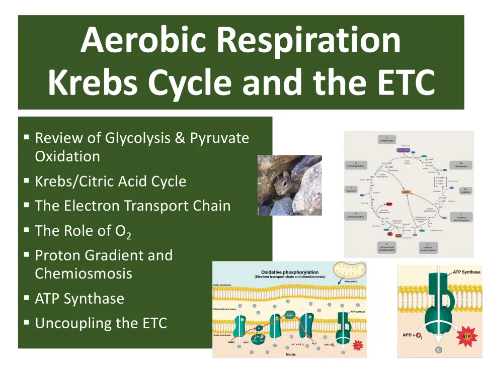 Cover: aerobic respiration lesson on the Krebs cycle and ETC, from glycolysis review to ATP synthase and uncoupling