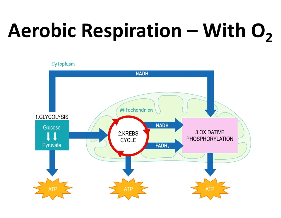 Aerobic respiration with O2: flow diagram of glycolysis, Krebs cycle and oxidative phosphorylation, each producing ATP