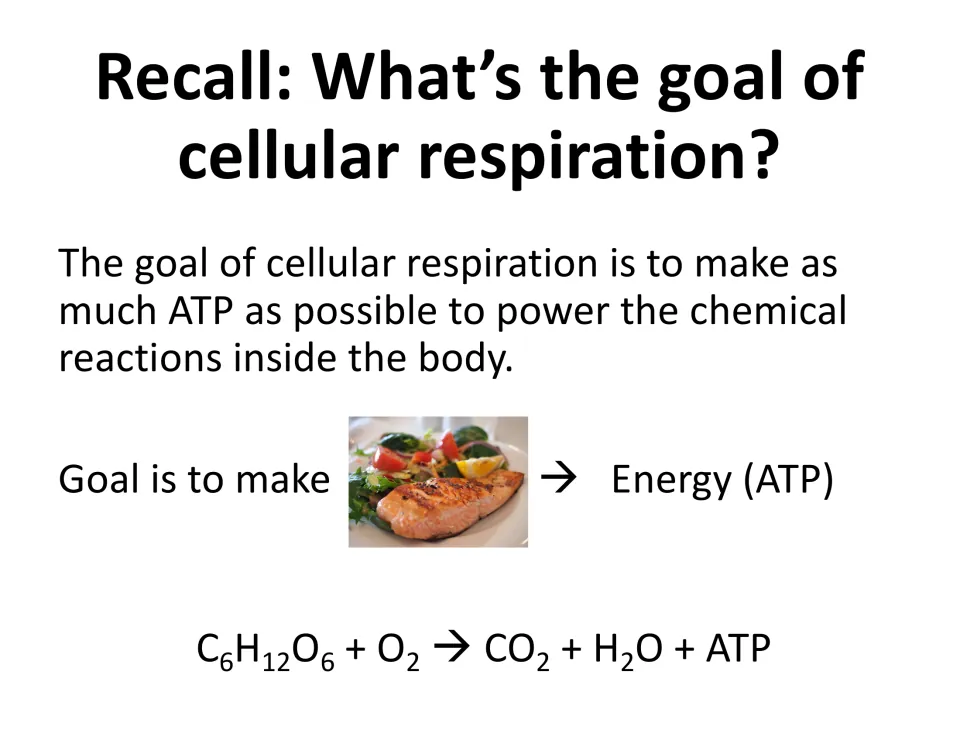 Recall question on the goal of cellular respiration: making ATP, with the equation C6H12O6 + O2 to CO2 + H2O + ATP