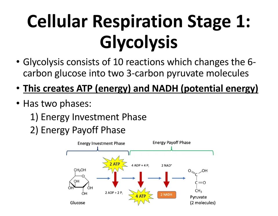 Stage 1 glycolysis notes: 10 reactions turn glucose into two pyruvate, with energy investment and payoff phases diagrammed