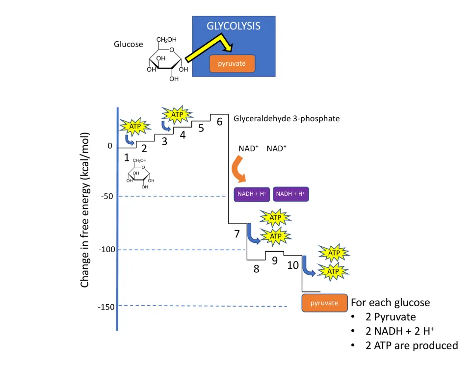Glycolysis free-energy graph tracing steps 1 to 10 from glucose to pyruvate, totaling 2 pyruvate, 2 NADH and 2 ATP