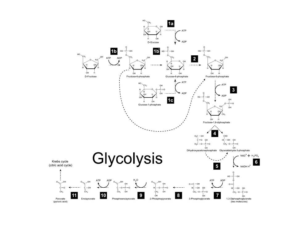 Glycolysis pathway chart with structures for each numbered step, from D-glucose through fructose phosphates to pyruvate