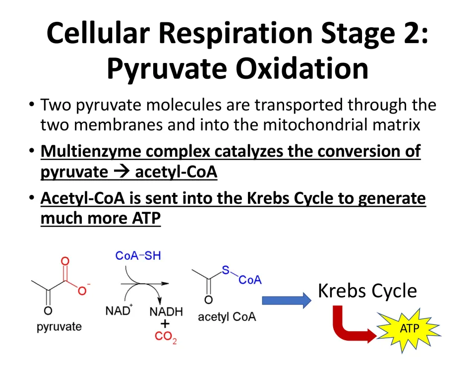 Stage 2 pyruvate oxidation notes: pyruvate enters the mitochondrial matrix and becomes acetyl-CoA, releasing NADH and CO2