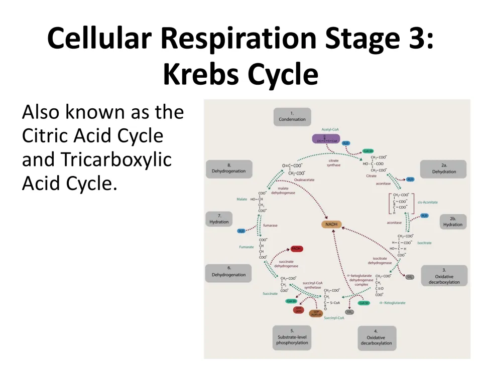 Stage 3 Krebs cycle, also called the citric acid cycle, shown as a labeled diagram of its steps, enzymes and intermediates