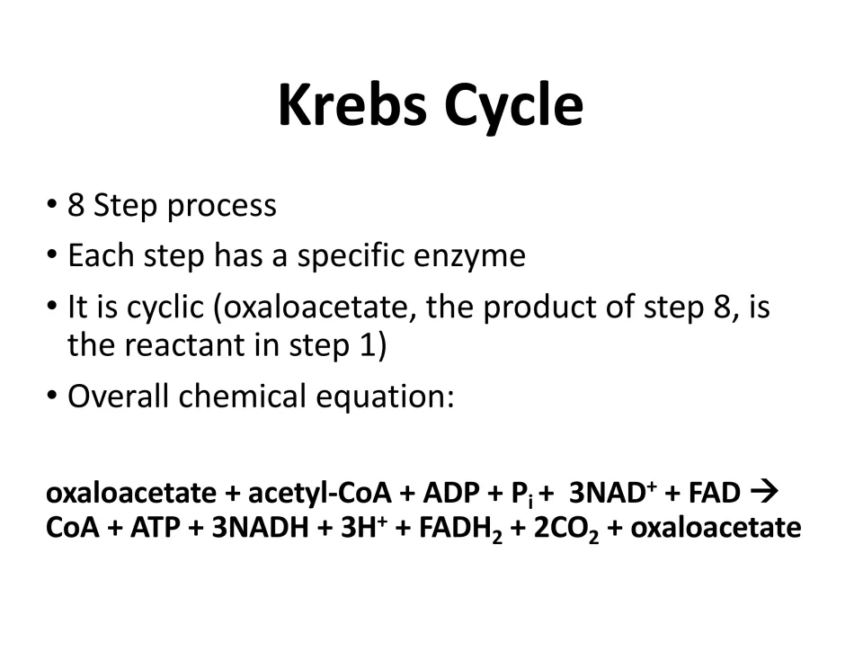 Krebs cycle summary: an 8-step process, one enzyme per step, cyclic via oxaloacetate, plus the overall chemical equation