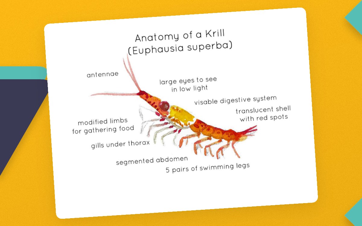 Krill Anatomy Poster – Watercolor Marine Biology teaching resource preview